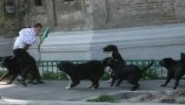 Kormányhatározat: 14 munkanapig élhetnek a gazdátlan kutyák