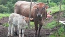 Jelentés a Hargita megyei tejtermelésről