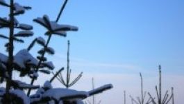 Honnan lesz karácsonyfájuk a csíkszeredaiaknak?