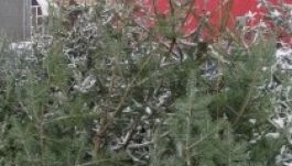 Több ezer fenyőfát koboztak el eddig a rendőrök