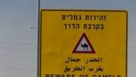 Halálra gázolt tizennégy tevét egy izraeli  gyorsvonat