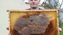 Csonka-Magyarország-térképet mézeltek a kiskunmajsai méhek