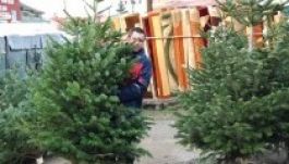 Fenyőfára gyűjtött a KIFOR Egyesület