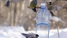 Érdekes vendégeket hozhat a madáretető