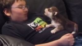 Az év cukisága: ugatni tanítanak egy huskykölyköt (VIDEÓ)