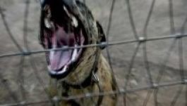 A fajtatiszta kutyákon kívül minden ebet ivartalaníttatni kell