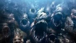 Több tucatnyian sebesültek meg egy piranhatámadásban