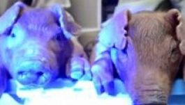 Világító malacok születtek génátültetés után