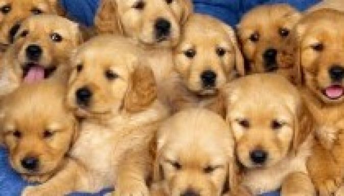 A kutyatartásról közvitáznak Nagyváradon