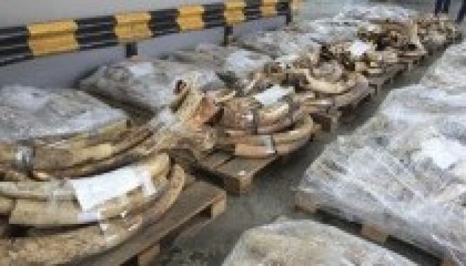 Hat tonna elefántcsontot semmisítettek meg Kínában