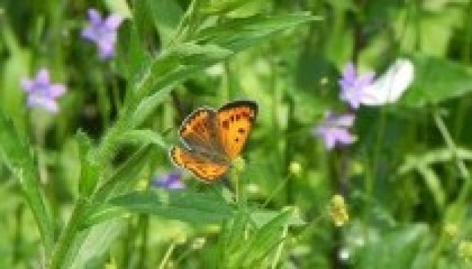 Zöld kincsek veszik körül a kincses várost