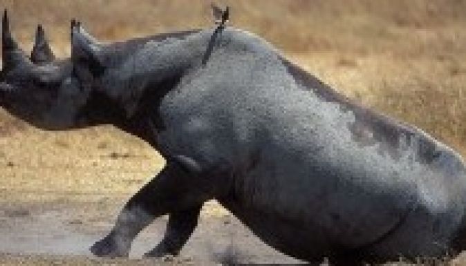 Háromszázötvenezer dollárt fizetett, hogy kilőhessen egy fekete orrszarvút