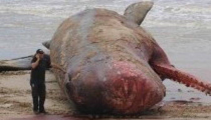 Partra vetődött bálnatetemet földeltek el Uruguayban