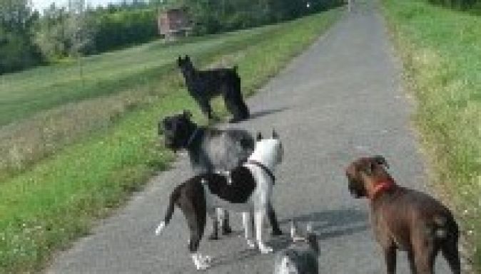 Magyar kutatók GPS-szel szegődtek a kutyák nyomába