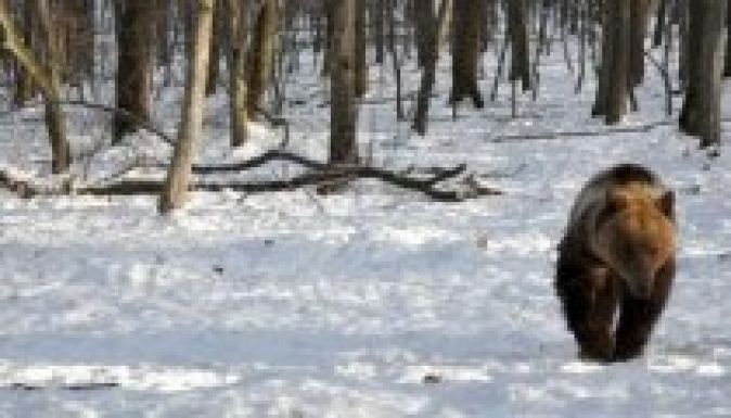 Medve támadt egy fiatalemberre az éjszaka Padinán