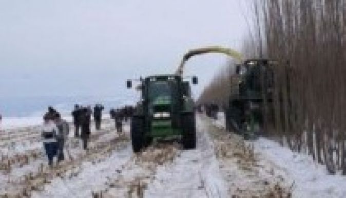 Jól fogott volna az energiafűz a hófúvások ellen