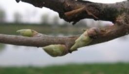 Aggasztóan meleg lesz a hétvégén, árt a növényeknek