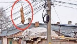 Valami bajuk lehet a romániaiaknak a sertésekkel