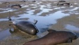 Negyven delfin vetődött partra és pusztult el