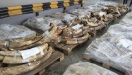 Hat tonna elefántcsontot semmisítettek meg Kínában
