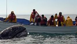 Bálnával ütközött egy turistahajó Mexikó partjainál