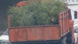 Kidobott karácsonyfák: guberálókkal versengenek a köztisztaságiak