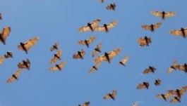 Százezer denevér pusztult el az Ausztráliát sújtó hőhullámban