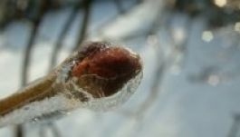 Megsínyli a mezőgazdaság a tavaszias telet