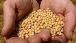 Magyar szójatermék tett szert nemzetközi érdeklődésre