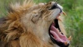 Hamarosan kihalnak az afrikai oroszlánok