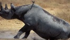 Háromszázötvenezer dollárt fizetett, hogy kilőhessen egy fekete orrszarvút