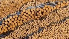 Utcára vonulnak a háromszékiek a Schweighofer ellen