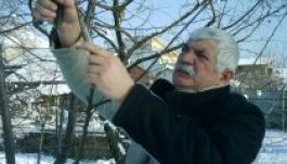 Elkezdődhet a gyümölcsfák metszése a kertekben, farmokon