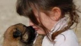 Ütött a kóbor kutyák órája: Temesváron már kezdik az altatást