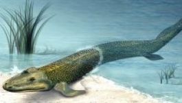 Mindannyiunk őse: a 375 millió éves sétáló hal