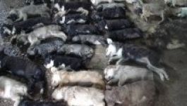 Kivégezték az eutanázia-törvény első 57 áldozatát