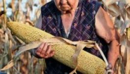 Az Európai Parlament nemet mondott a génmódosított kukoricára