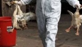 Megint meghalt egy ember madárinfluenzában