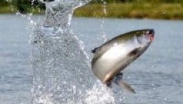 Nem eszel ezekből a halakból, ha szereted a halakat