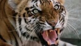 Három embert ölt meg a tigris, mielőtt kilőtték