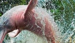 Új delfinfajt fedeztek fel Brazíliában