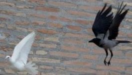 Megtámadták Ferenc pápa békegalambjait