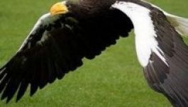 Elszabult óriás rétisas tartja rettegésben a brit kisállattartókat