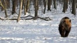 Medve támadt egy fiatalemberre az éjszaka Padinán