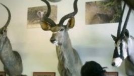 Az egykori Fornetti-vezér vadásztrófeáiból nyílt kiállítás