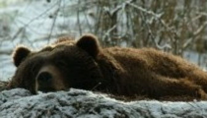 Állatmese csupán, hogy a medve téli álmot alszik