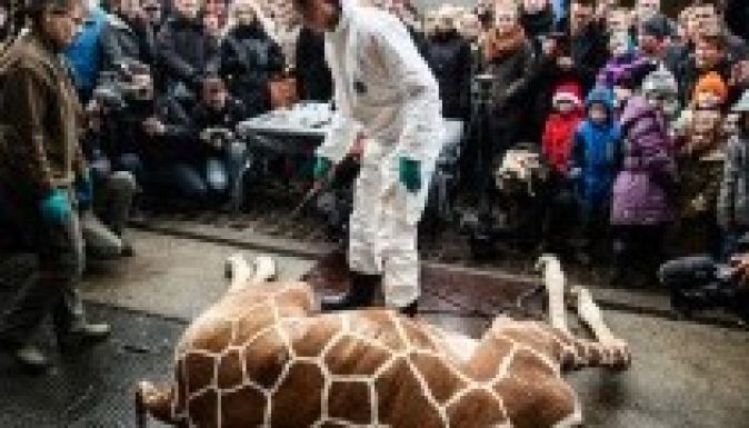 Kivégezték a koppenhágai kiszsiráfot