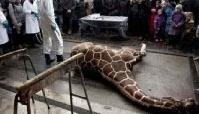 Megfenyegették a kétéves zsiráf kivégzőit