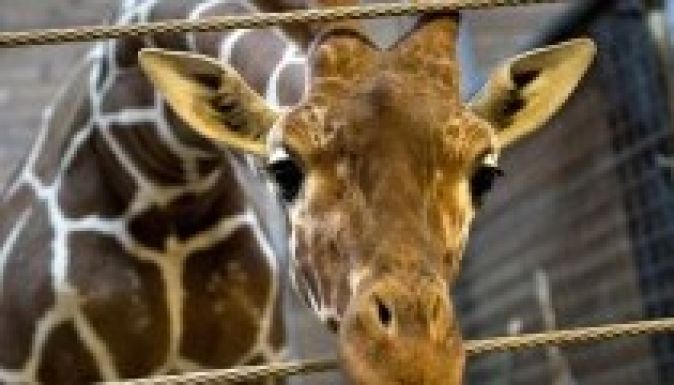 Már a második zsiráf kivégzésére készülnek a dánok