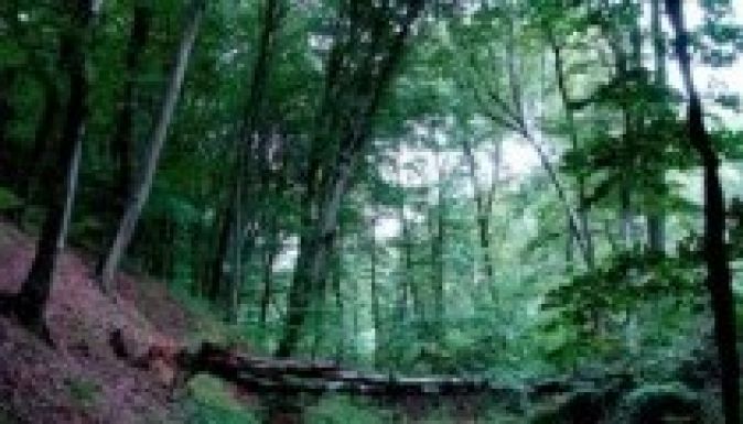 Eladja a romániai erdőit a Harvard egyetem